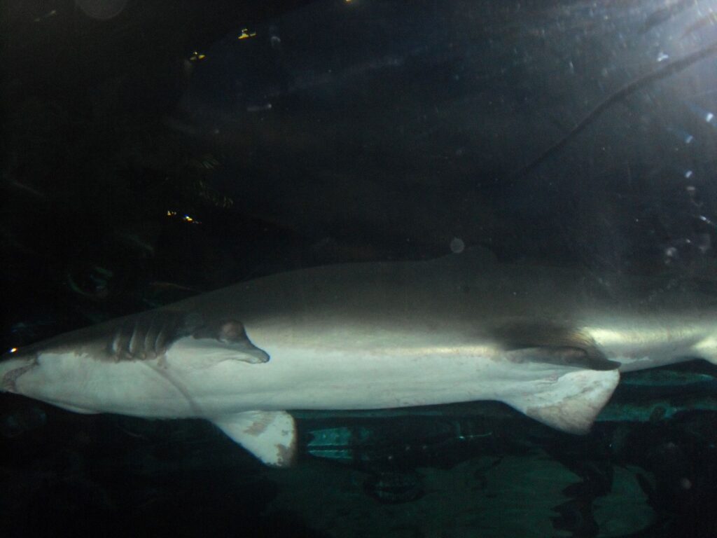 Shark at Ripley's Aquarium of the Smokies